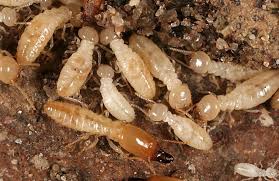Résultat de recherche d'images pour "termite"
