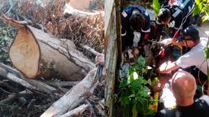 Idoso morre após ser atingido por árvore na zona Leste de Manaus