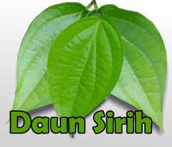 Hasil gambar untuk daun sirih