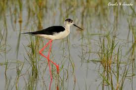 Resultado de imagen de imagenes de cames llarges  del delta del ebro