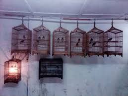 Hasil gambar untuk murai batu