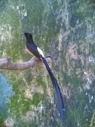 Hasil gambar untuk murai batu