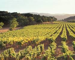 Image of Oakville, Napa Valley