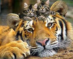 Картинки по запросу тигрыъ