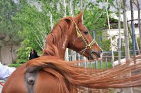 Image result for IRAN HORSES