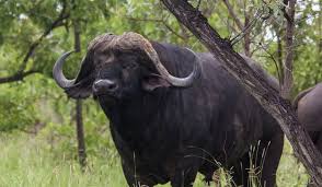 Image result for cape buffalo