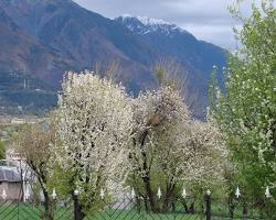 Image of Kangra Valley in Spring