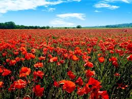 Champ de coquelicots