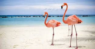 Resultado de imagem para aruba