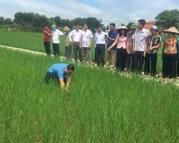 Trưởng thôn xã miền núi của tỉnh Bắc Giang “miệng nói tay làm” khéo vận động nông dân trồng lúa thân thiện với môi trường