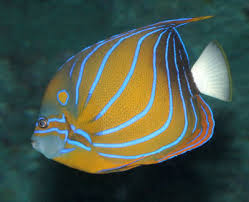 Image result for angelfish