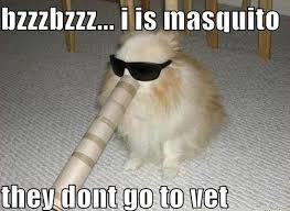 Image result for dog memes