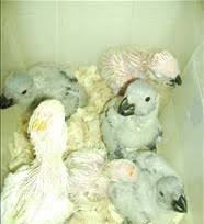 Image result for baby macaw parrot for sale