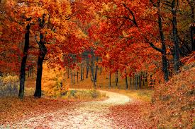 Image result for hd wallpapers
