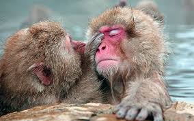 Image result for MONKEYS