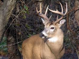 Image result for buck antlers