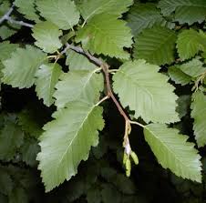 Image result for alder leaves