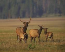 elk in Yellowstone National Park