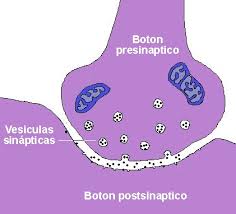 Botón pre-sinaptico