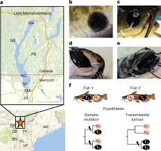 Brown bullhead catfish melanoma represents a novel transmissible cancer