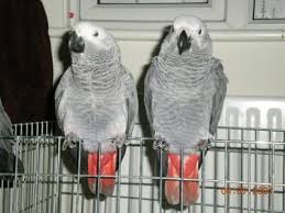 Image result for african grey parrot for sale
