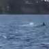 Shark spotted in Lake Macquarie | video