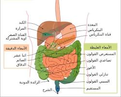 صورة الأمعاء الدقيقة (جهاز هضمي)