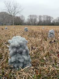 Image result for crayfish chimneys