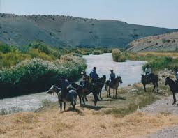 Image result for IRAN HORSES