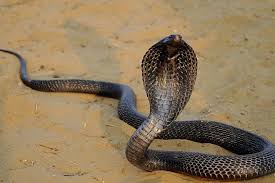 Duitse toerist (57) sterft na beet van cobra tijdens show met slangenbezweerder in Egypte