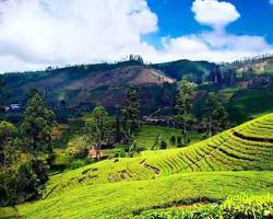 مزارع چای نووارا الییا سریلانکا -  تور لحظه آخری سریلانکا