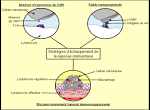 Defense immunitaire