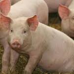  Experiments to bring pigs back to 'life' show why immortality for humans isn't a great idea