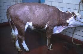 Image result for "ringworm in cattle"