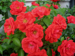 Image result for tea roses