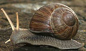 Image result for snail