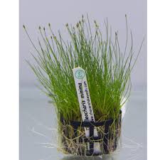 Image result for Eleocharis minima