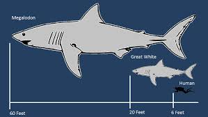 Image result for megalodon