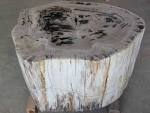 Petrified Wood Log eBay