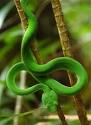 Image result for snake in the rainforest
