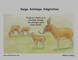 Résultat de recherche d'images pour "saiga antelope"