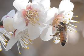 Resultado de imagem para abelha na flor e borboleta