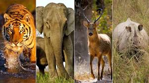 Image result for प्राणी  संवर्धन माहिती