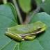 Home More Frog hit by lawn mower flown to Cairns hospital for life ...