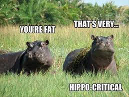 Image result for Animal Meme