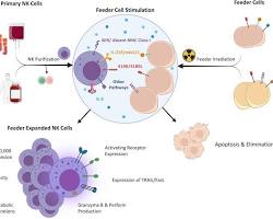 Image of NK cell expansion using K562IL15 cells