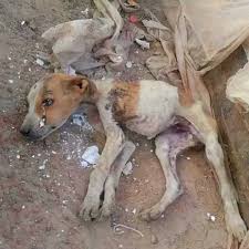 Animal Neglect and Abuse