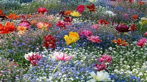 Image result for happy thoughts images