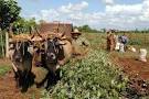 Organizational and control shortcomings still present in Cuban agriculture