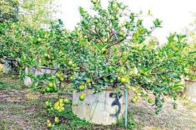 Image result for มะนาว